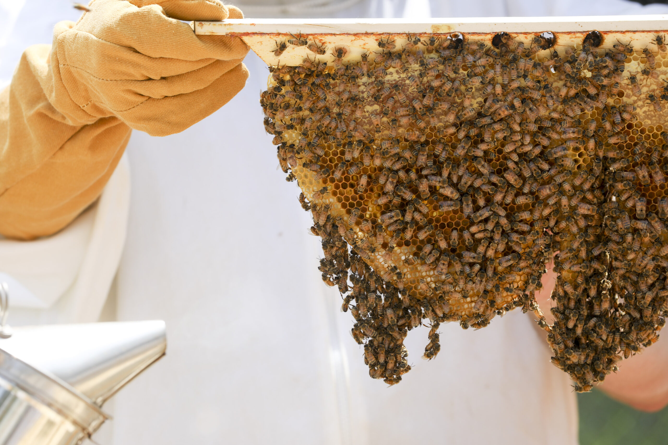 World’s first bee vaccine lands at UGA