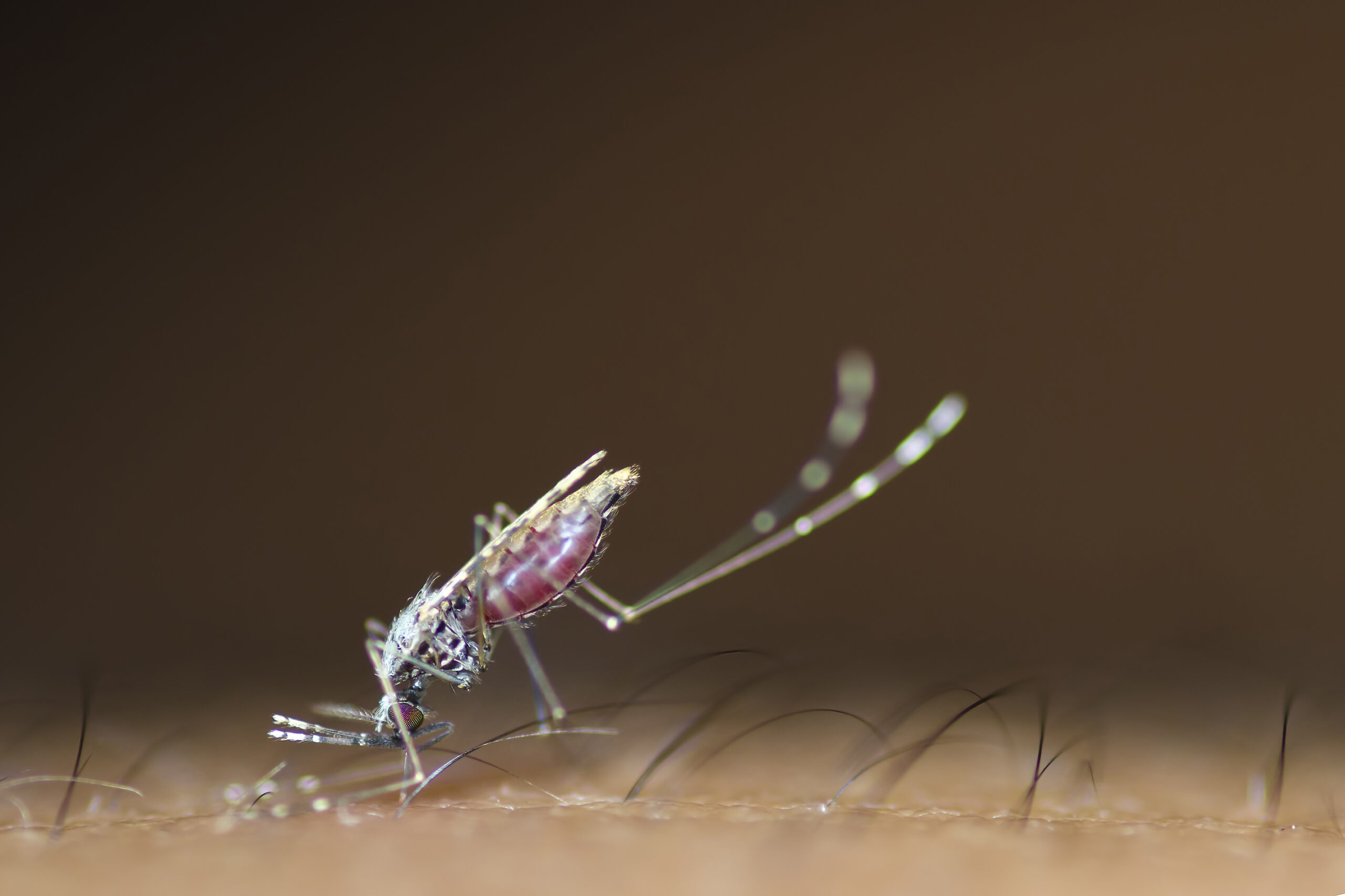 CVM Researcher awarded $1.1 million to test malaria vaccine