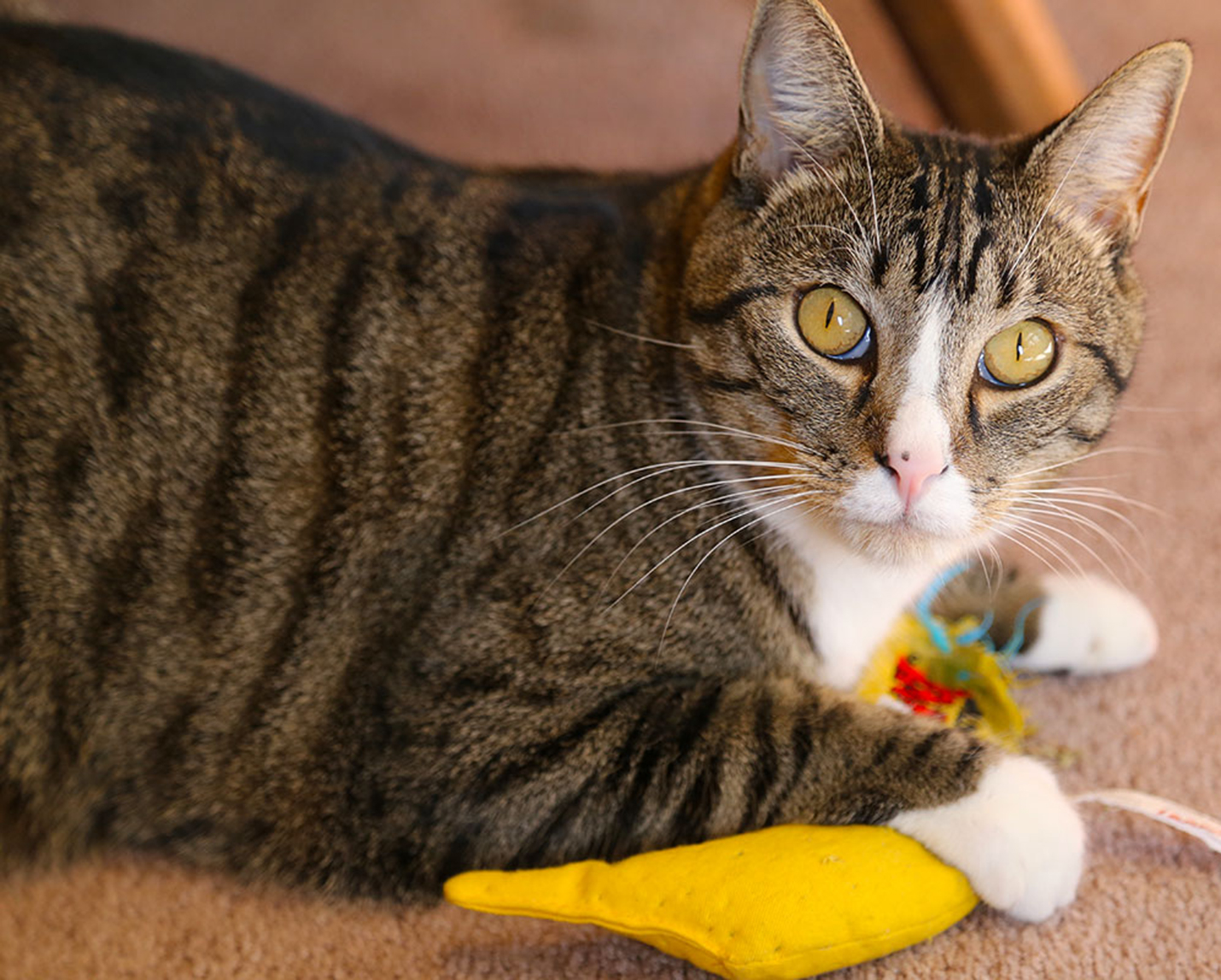 UGA pilot study finds that cats are the pur-fect cure for loneliness