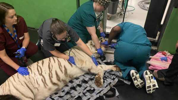 Medical staff treats sick tiger